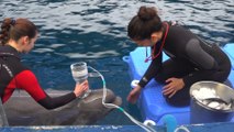 Investigadores miden por primera vez capacidad respiratoria de belugas