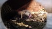Le bébé panda roux est né le 9 juin au parc animalier d'Auvergne