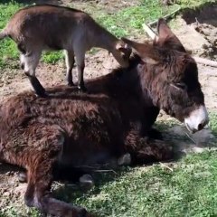 Quand une chèvre veut jouer, rien ne peut l’arrêter. Adorable !