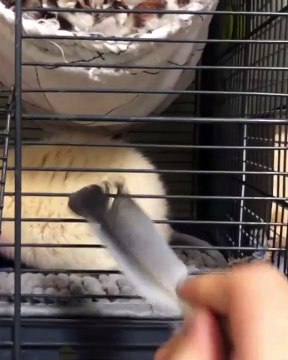Quand un hamster adore manger des plumes, voici ce que ça donne !
