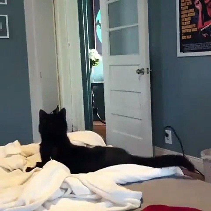 Ce chat ne s'attendait pas vraiment à ce qui est arrivé. Sa réaction est trop marrante !