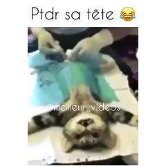 La tête que fait ce chat va vous faire exploser de rire !!