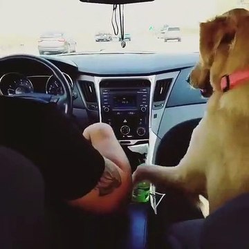 Quand ton chien est ton plus grand allié, voici ce que ça donne !