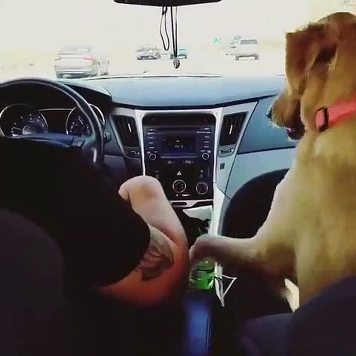 Quand ton chien est ton plus grand allié, voici ce que ça donne !