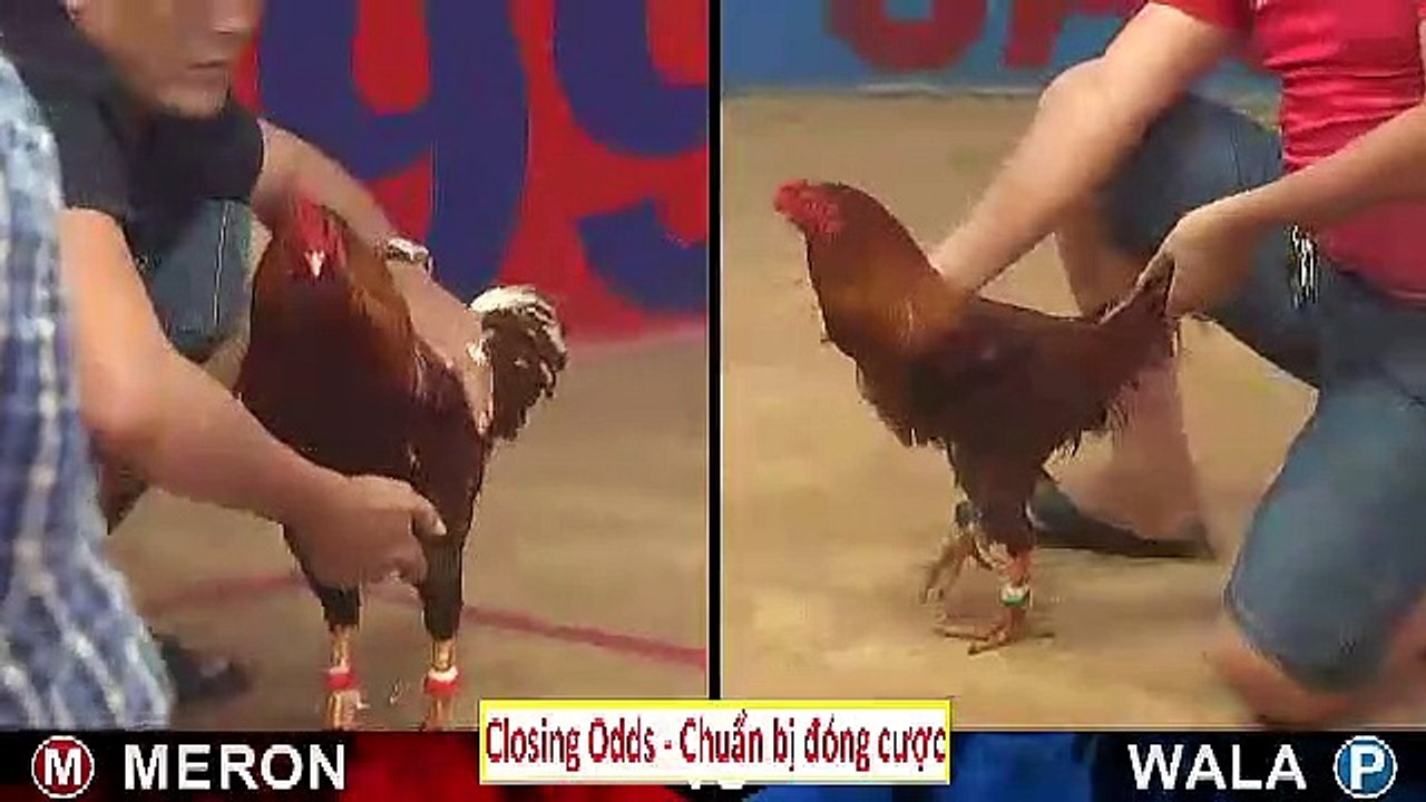 Đá gà thomo mới nhất 2019 ngày 19 tháng 6 - Video 9