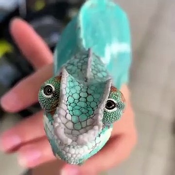 Ce caméléon est à couper le souffle. Admirez !!