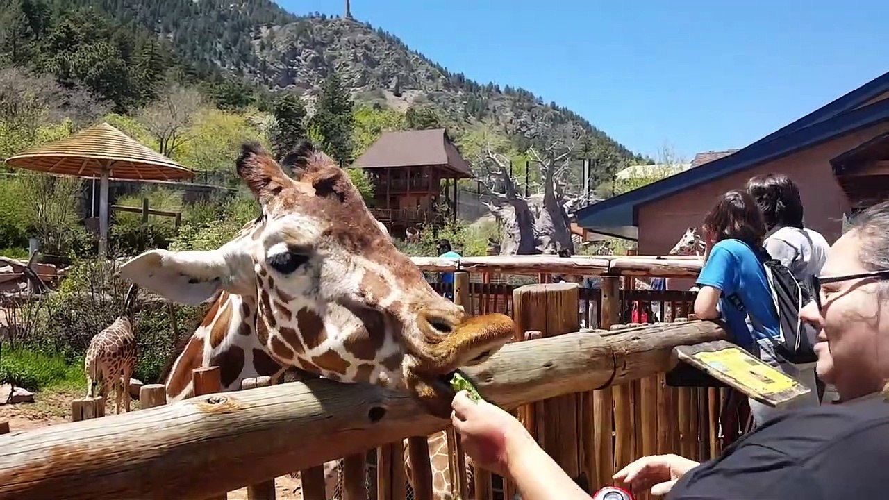 Things You Didn’t Know About Safari Animals! | Funny Pet Videos 2019