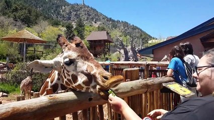 Things You Didn’t Know About Safari Animals! | Funny Pet Videos 2019