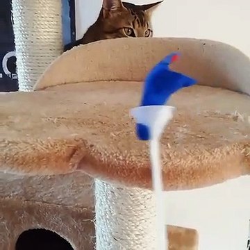 Regardez comment ce chat va être hypnotiser!!!