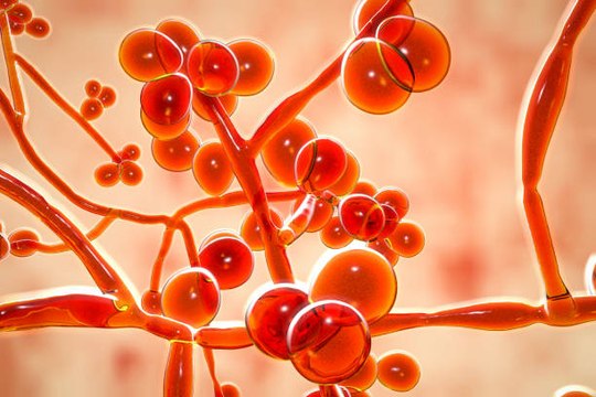 Le Candida auris, le champignon foudroyant qui fait craindre une épidémie mondiale