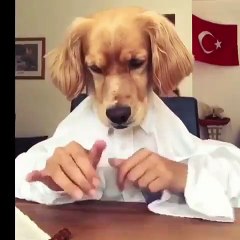 Ce chien nous montre comment bien mettre sa chemise. Hilarant !!