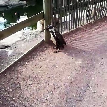 Ces pingouins rendent visite à leurs pairs dans le parc. Trop cute!!