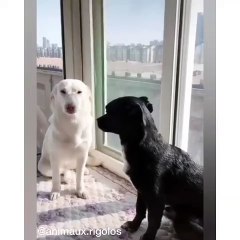 Cette chienne sait ce qu'il faut faire pour voir un câlin. Trop mignon !!