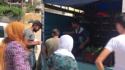MARDİN KİLOSU 1 LİRADAN SATILAN DOMATESTEN KASA KASA ALDILAR