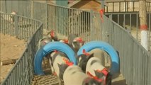 Los cerdos de una granja en China entrenan duro para la celebración del Año Nuevo