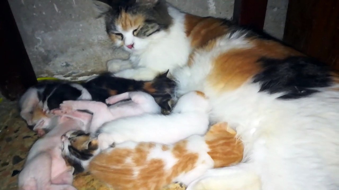 Mom Cat With 6 twins Kitties