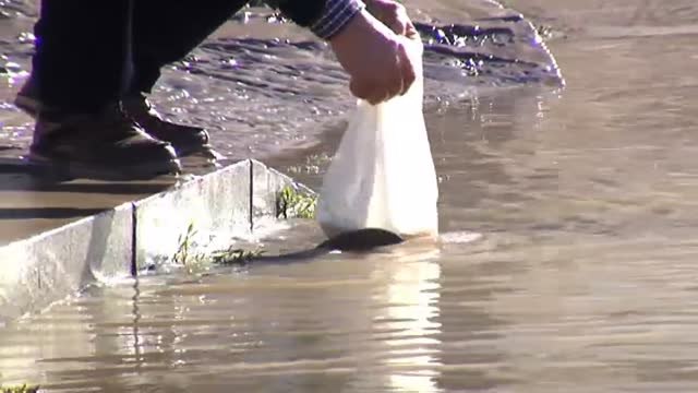 Recogen peces a mano en plena calle en Miranda de Ebro (Burgos)