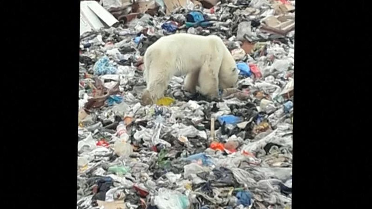 Eisbär verirrt sich auf der Suche nach Futter in Norilsk