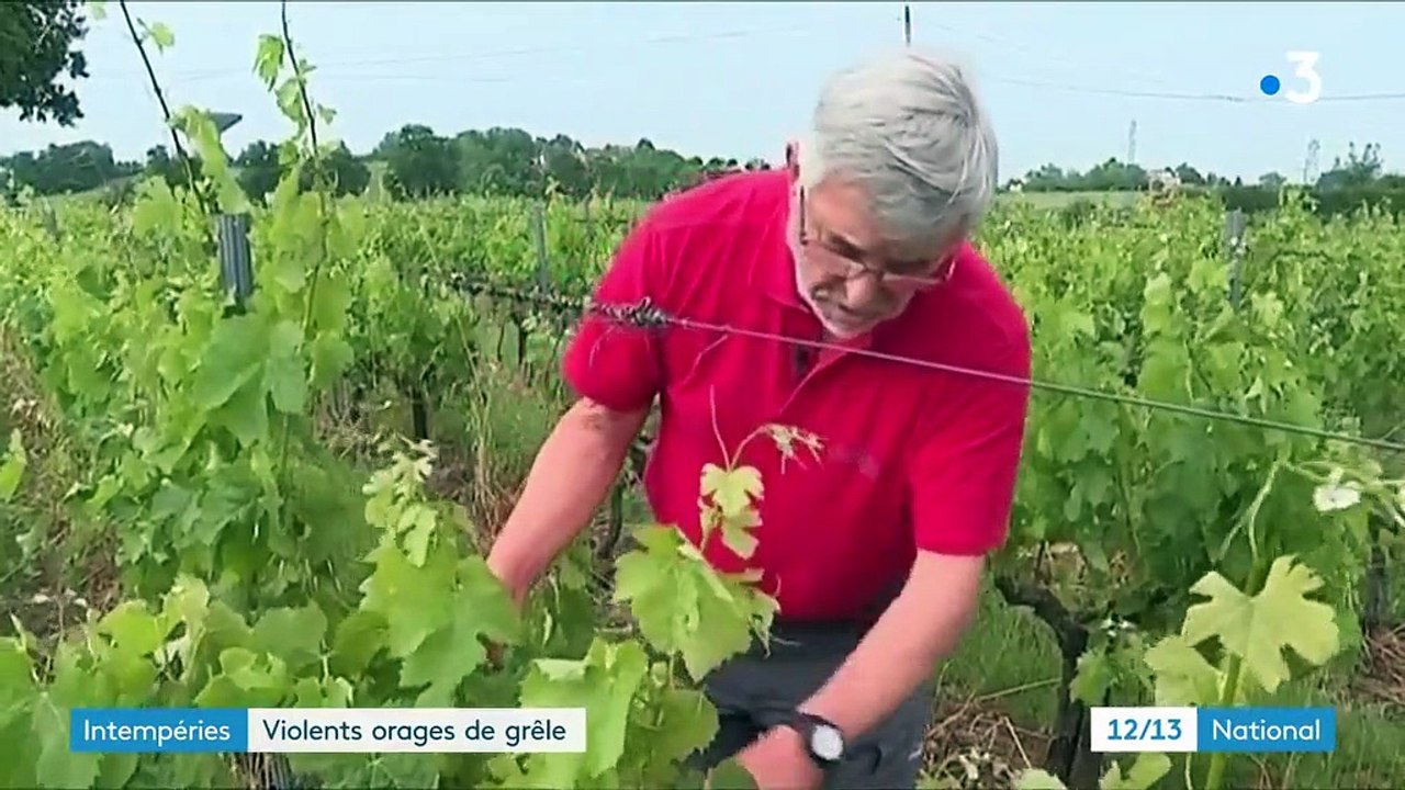 Orages en Gironde : un vigneron constate de terribles dégâts