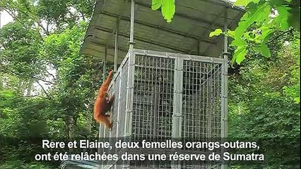 Indonésie: des orangs-outans remis en liberté