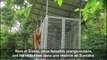 Indonésie: des orangs-outans remis en liberté