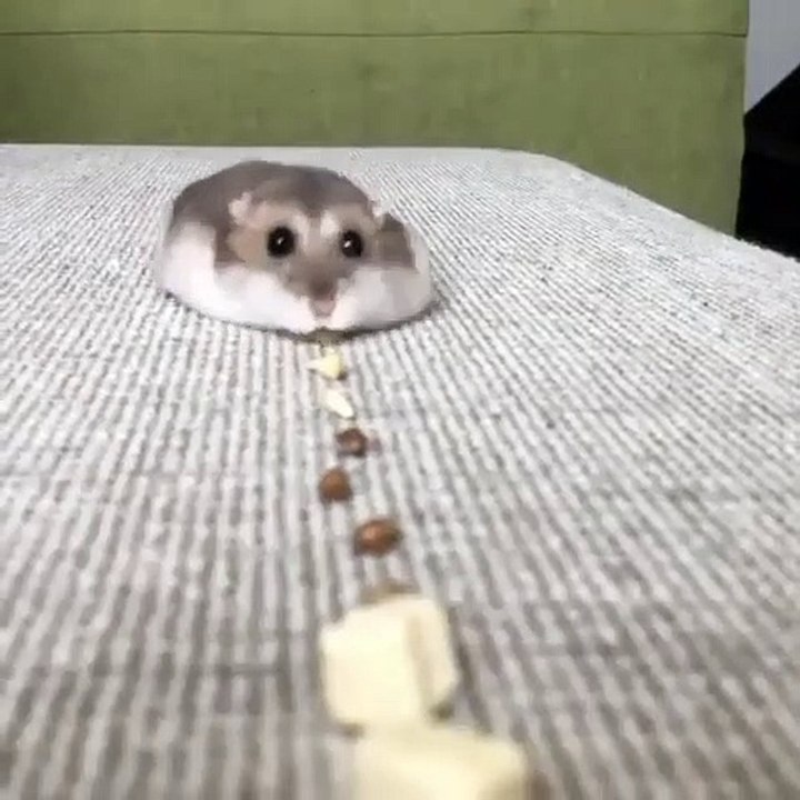 Une course à la nourriture pour ce mignon petit hamster. Trop chou !