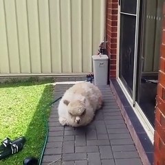 Ce lama va vous surprendre agréablement. Regardez !!