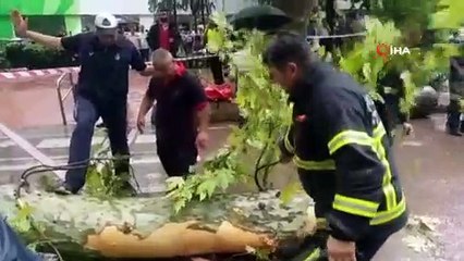 Fırtına asırlık çınar ağacını devirdi: 1 yaralı