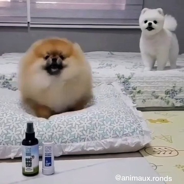 Ces chiots tout poilus se disputent le lit. Trop chou !