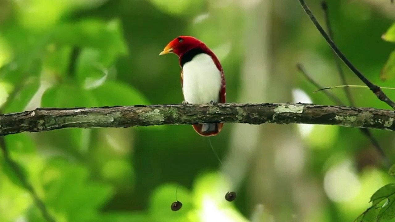The Amazing Beautiful Bird Playing On The Tree