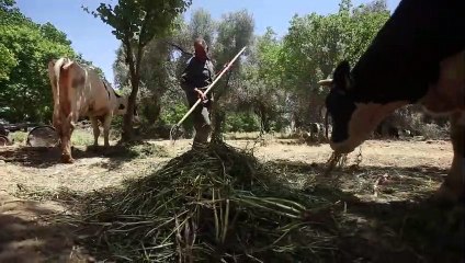 مزارعو الغوطة الشرقية يحاولون إحياء حقولهم الزراعية بعد سنوات الحرب