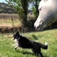 Cette sublime jument fait une bonne promenade avec sa maîtresse. A voir !