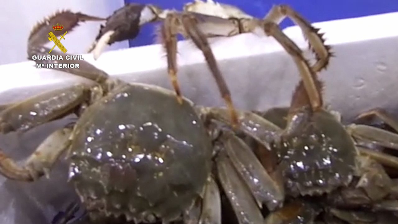 Interceptan 80 kilos de cangrejo chino, una especie invasora