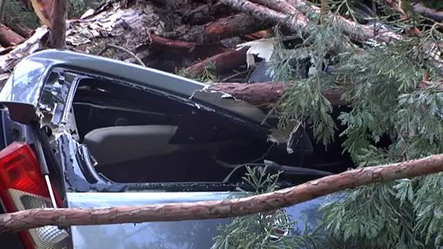 Cinco heridos por la caída de un árbol en la Universidad de Navarra