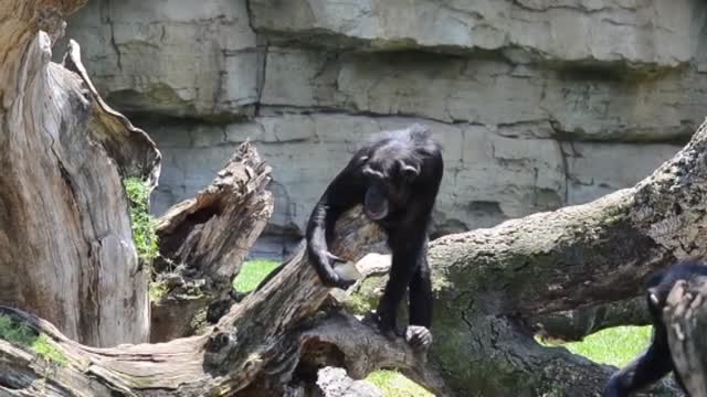 Helados y fruta congelada para los animales del zoo de Valencia