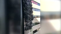 Cientos de murciélagos se posan cada año en la misma pared de un edificio de Houston