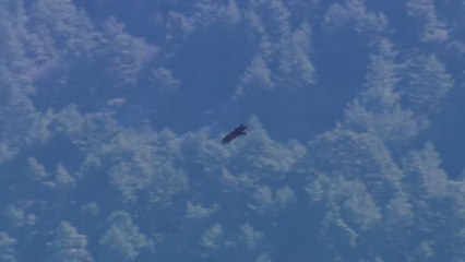 Abanto, el buitre que fue rescatado