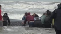 Espectacular rescate de una ballena jorobada que había encallado en la costa argentina