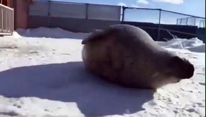 Ce phoque qui accourt vers la camera va vous faire sourire !!