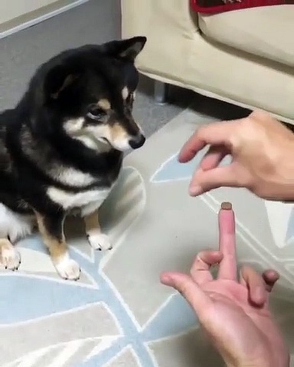 Ce chiot ne sait pas quoi faire quand son biscuit disparaît. Trop drôle !!