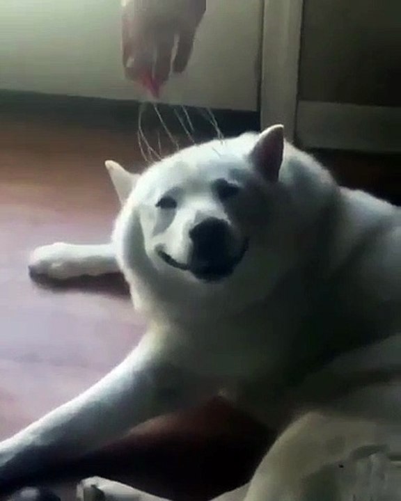 Ce husky profite pleinement de sa séance de chatouilles. Trop mimi !!