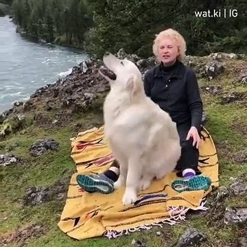 Cet adorable chien faisant le trust fall est la meilleure chose que vous allez voir