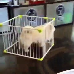 Cette chienne vole un panier et court à toute vitesse. Trop marrant !!