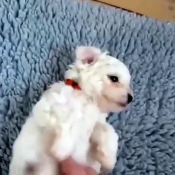 Ce chiot s'endort quand on lui caresse le ventre. Regardez !!