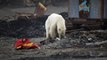 Hungry polar bear wanders major Russian town as wildfires rage across Arctic Circle