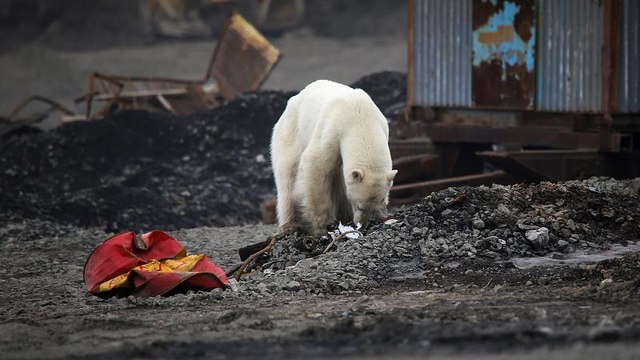 Hungry polar bear wanders major Russian town as wildfires rage across Arctic Circle