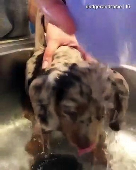 Cet adorable petit chiot profite de sa douche comme un bébé. Admirez !!