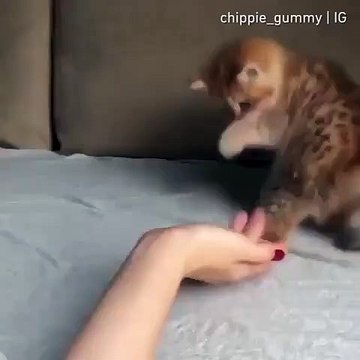 Cette mignonne petite chatte apprend à donner la patte. Trop chou !