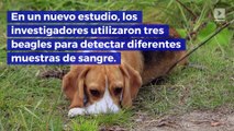 Los perros pueden detectar el cáncer de pulmón con una precisión del 97%