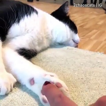 Ce chat n'aime vraiment pas qu'on dérange sa sieste. Regardez sa réaction !!